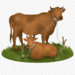 Mengapa Qurban Penting? Refleksi Nilai Ibadah dalam Kehidupan Modern