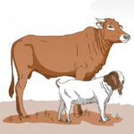 Tips Memilih Hewan Qurban yang Sehat dan Sesuai Syariat