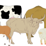 Qurban dan Keberkahan Memberi yang Terbaik untuk Allah SWT